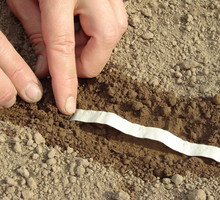 Taśma z nasionami to wygodny sposób na siew wielu roślin, ponieważ nasiona są umieszczone w opowiednich odległościach od siebie i nie wysiewamy ich za dużo. Taśmę wystarczy przykryć warstwą ziemi i regularnie podlewać grządkę (zdj. Fotolia.com).