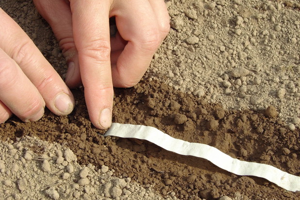 Taśma z nasionami to wygodny sposób na siew wielu roślin, ponieważ nasiona są umieszczone w opowiednich odległościach od siebie i nie wysiewamy ich za dużo. Taśmę wystarczy przykryć warstwą ziemi i regularnie podlewać grządkę (zdj. Fotolia.com).
