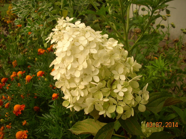 Uroczy kwiat hortensji bukietowej.