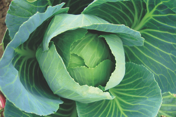 W fazie zawiązywania główek kapusta ma duże zapotrzebowanie
na wodę.