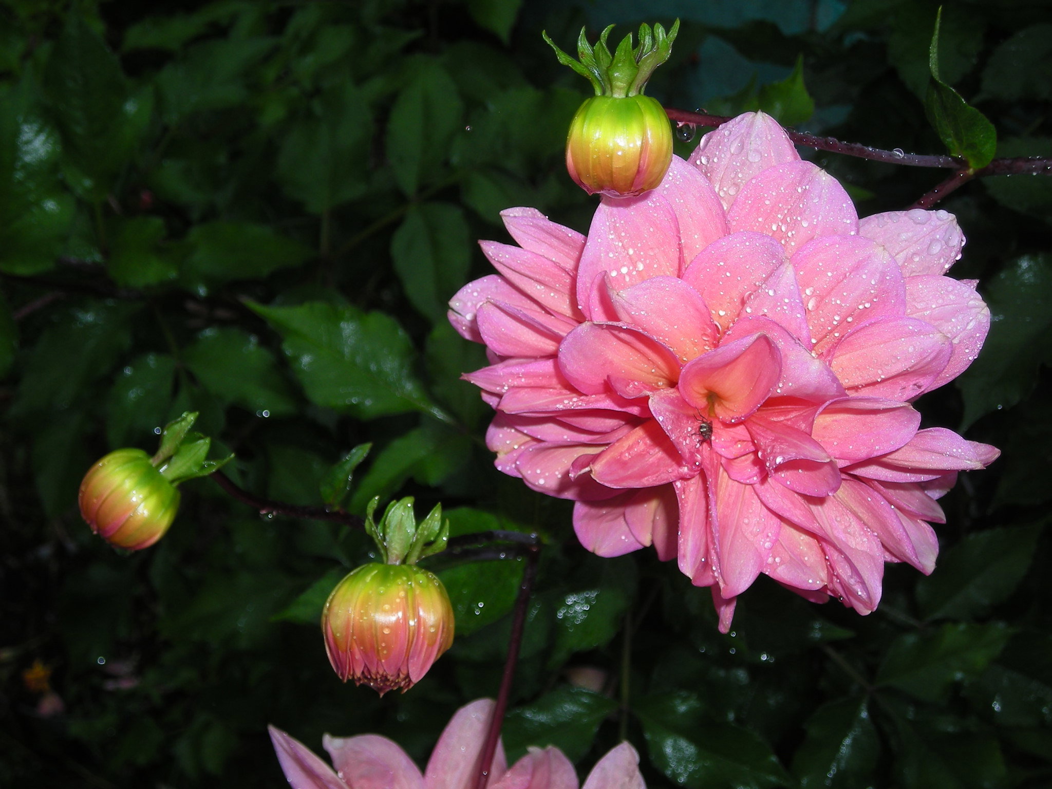 w kroplach deszczu...