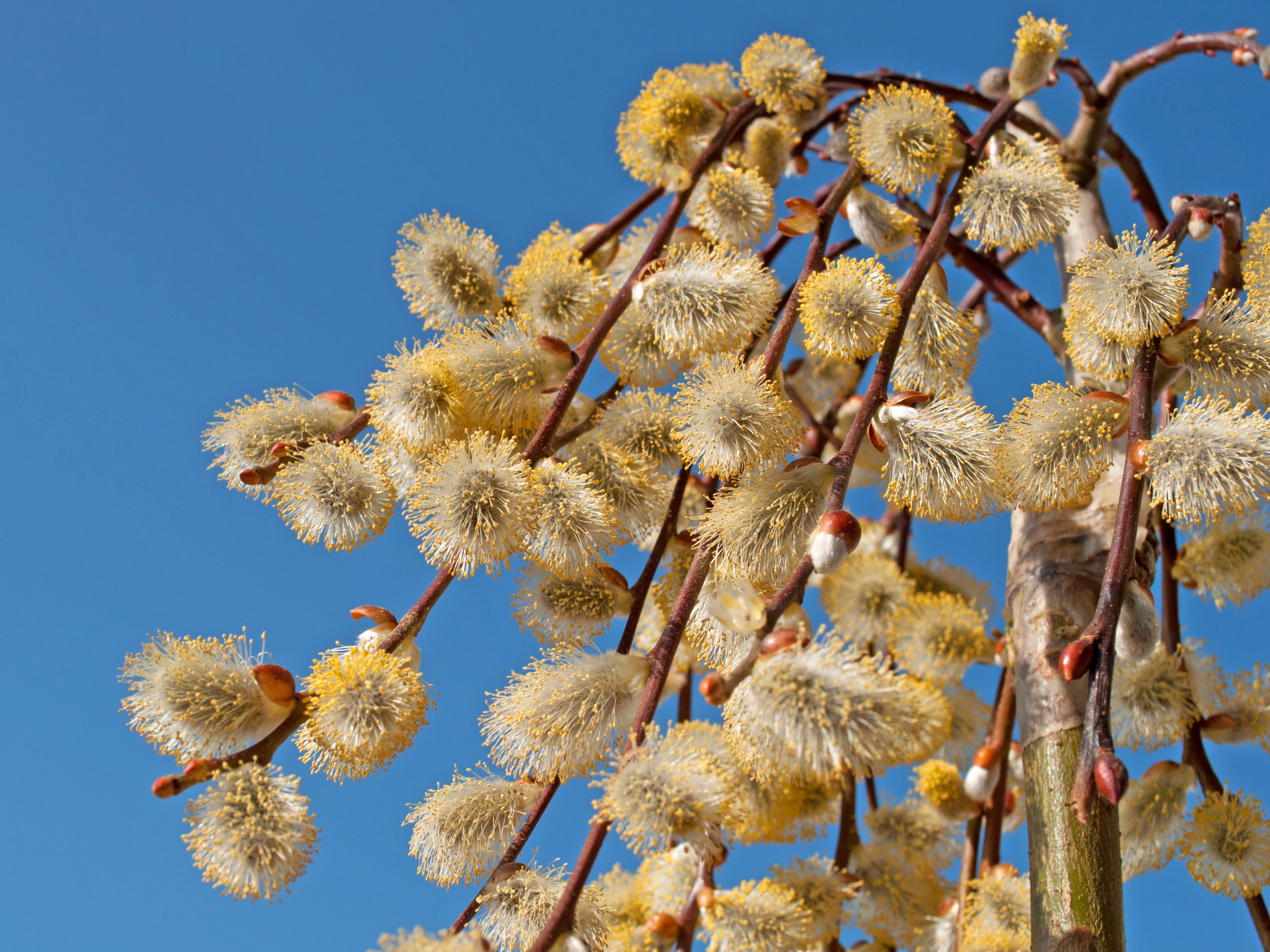 Wiosną bardzo pylą kwiaty wierzby (na zdjęciu), leszczyny, olchy, brzozy oraz topoli (zdj. Fotolia.com).