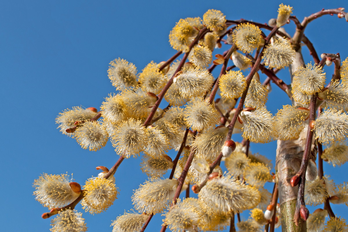 Wiosną bardzo pylą kwiaty wierzby (na zdjęciu), leszczyny, olchy, brzozy oraz topoli (zdj. Fotolia.com).