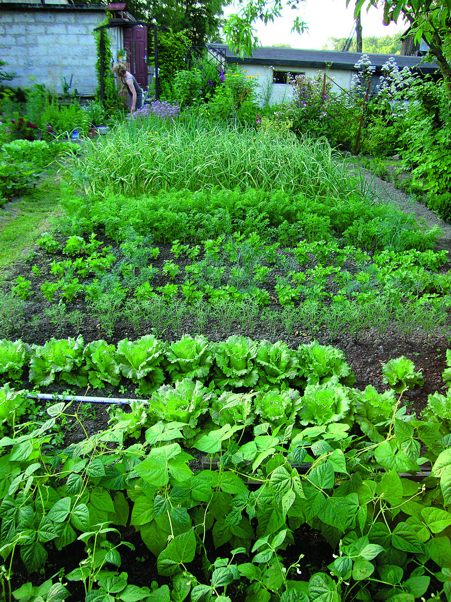 Wiosną ziemię pod uprawę warzyw jedynie spulchniam, a jesienią zasilam obornikiem.