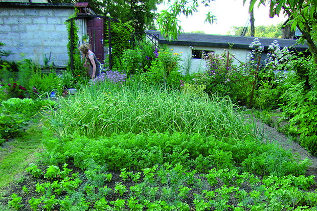 Wiosną ziemię pod uprawę warzyw jedynie spulchniam, a jesienią zasilam obornikiem.