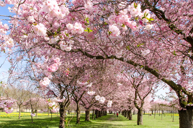 Wiśnie ozdobne to niezwykle dekoracyjne drzewa. Szczególnie pięknie prezentują się w szpalerach, ale również posadzone pojedynczo są wyjątkową ozdobą każdego ogrodu (zdj. Fotolia.com).