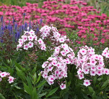 Zarówno floksy (na pierwszym planie), jak i pysznogłówka szkarłatna (w głębi) lubią słoneczne stanowiska i przepuszczalne, próchnicze podłoże (zdj. Fotolia.com).