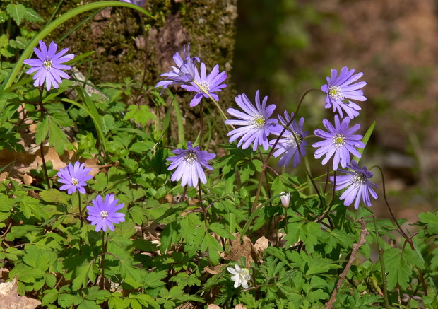 Zawilec grecki lubi ciepło i na zimę warto tę roślinę okryć liśćmi (zdj. Fotolia.com).