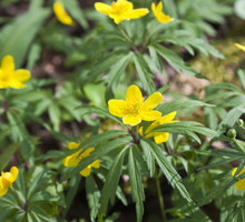 Zawilec żółty jest bardzo odporny na spadki temperatury (zdj. Fotolia.com).
