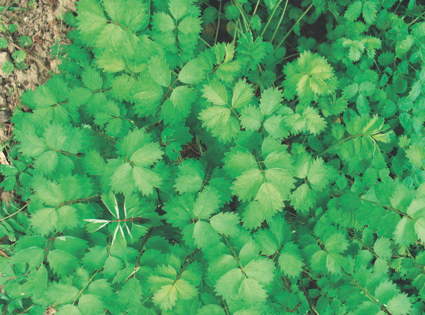 Ze względu na działanie wiatropędne napary 
z nasion anyżku stosuje się na kolkę u maluchów.