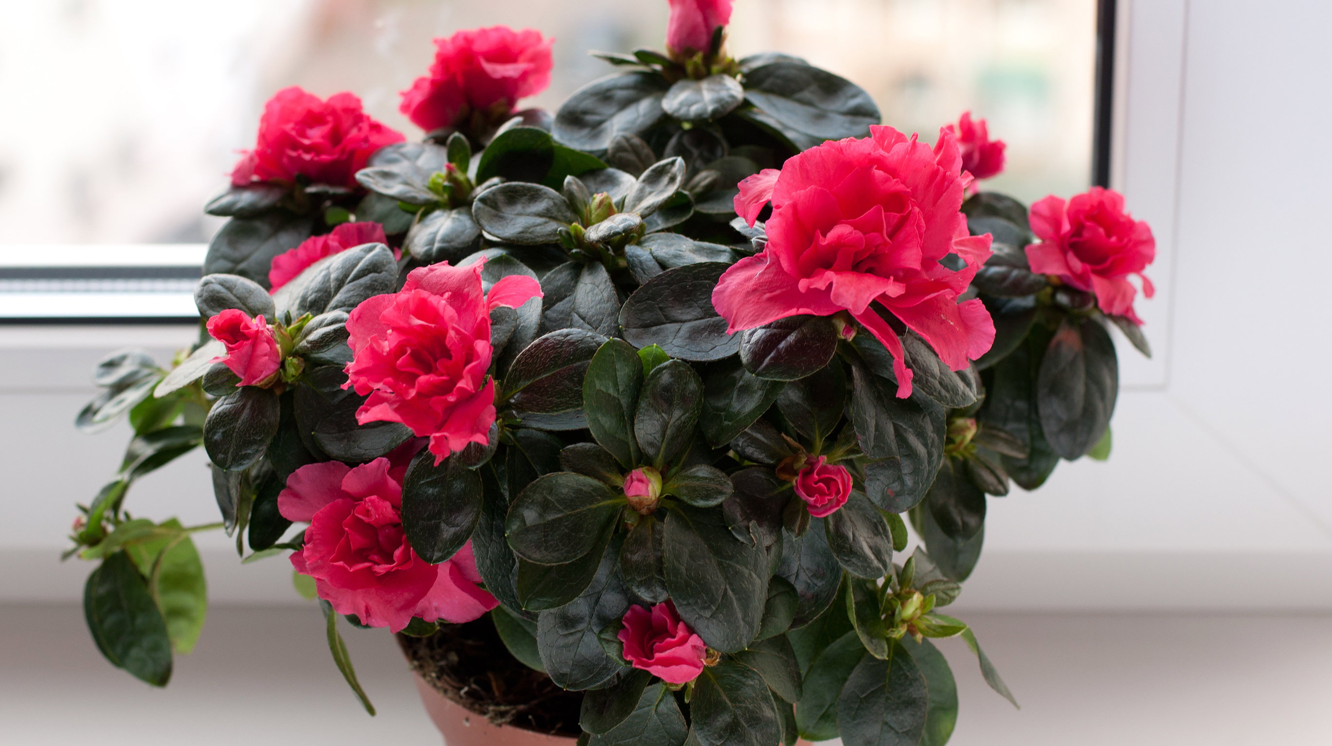 Zimą azalii trzeba zapewnić jak najwięcej światła. Nie stawiajmy jej jednak przy oknie, które często bywa otwierane, ponieważ chłód niszczy tę delikatną roślinę (zdj. Fotolia.com).