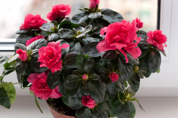 Zimą azalii trzeba zapewnić jak najwięcej światła. Nie stawiajmy jej jednak przy oknie, które często bywa otwierane, ponieważ chłód niszczy tę delikatną roślinę (zdj. Fotolia.com).