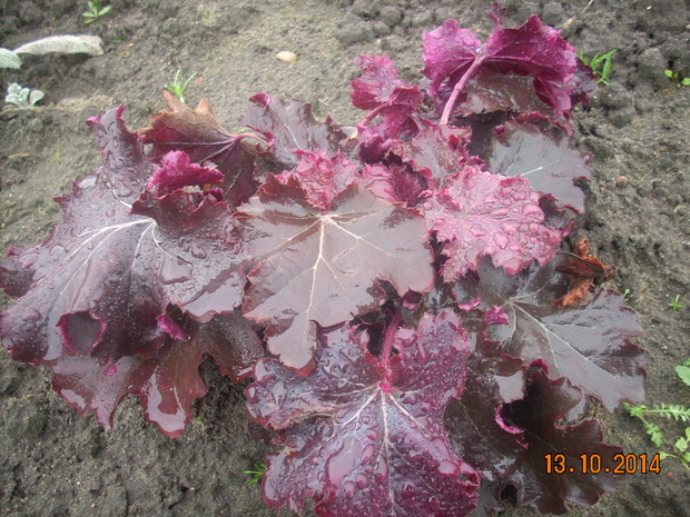 Żurawka o bordowych liściach.