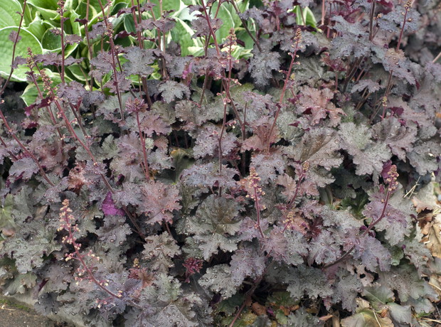Żurawki są roślinami zimozielonymi i rosną w zwartej kępie, osiągając wysokość do 40 cm  (zdj. Fotolia.com).