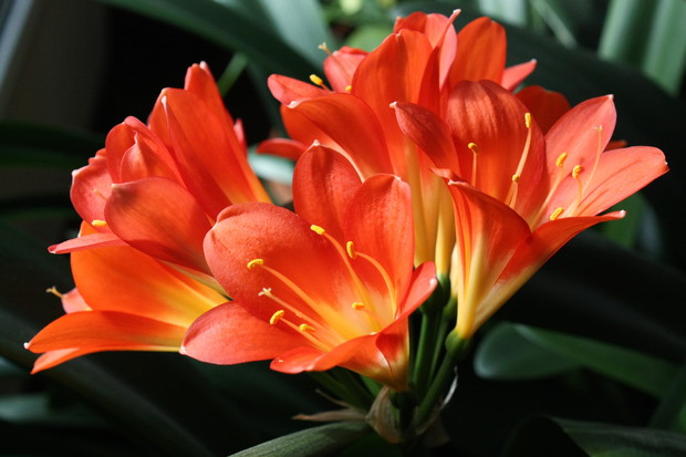 A to moja wiosenka w domu