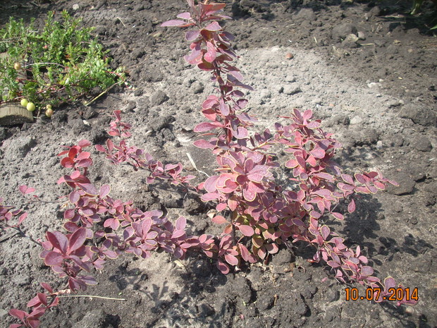 Berberys ciemnoczerwony z żółtą obwódką .