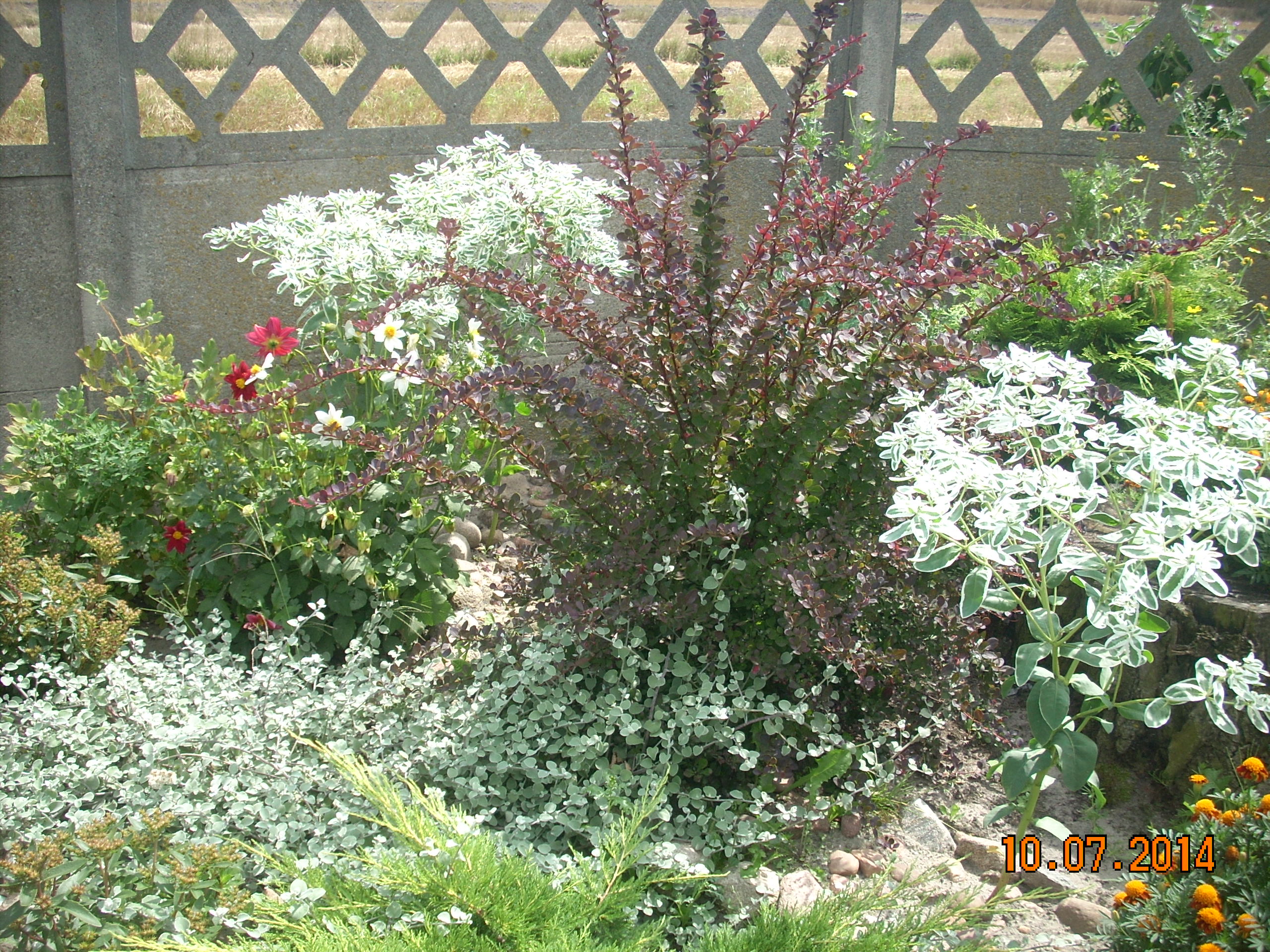 Berberys o bordowych listkach.