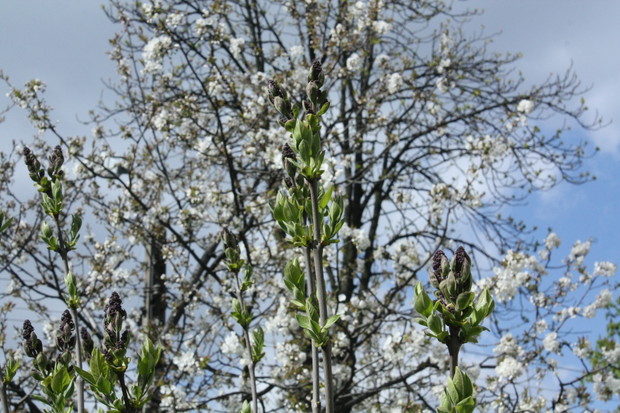 Bez z czereśnią w tle