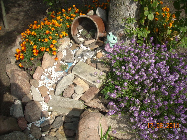 Doskonała na rabaty i obwódki.