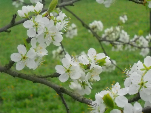 Gałązka kwitnącej śliwki węgierki.