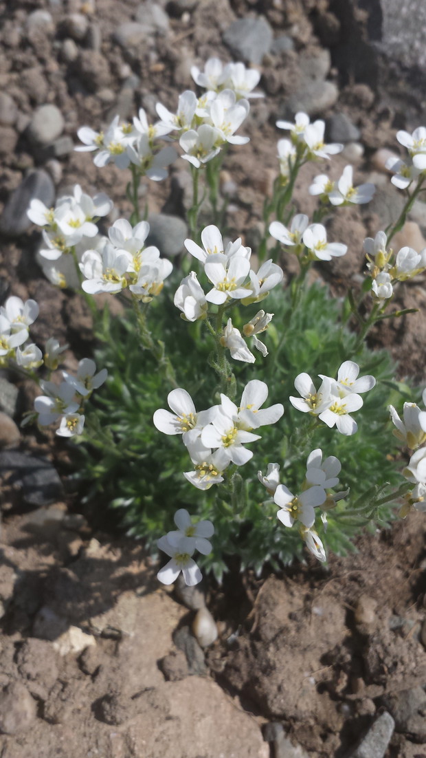 Gęsiówka naradkowata