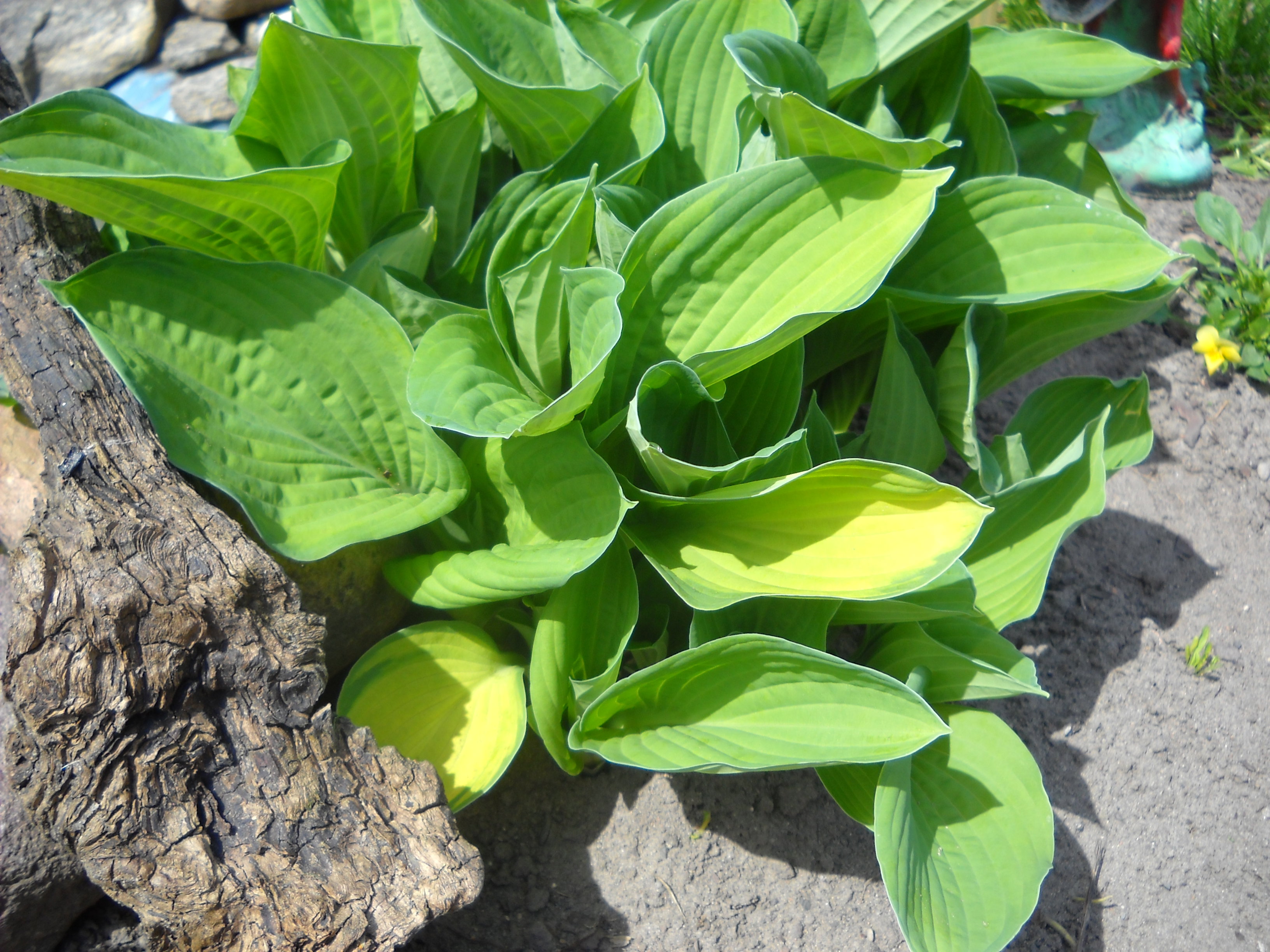 Gold Standard.Jedna z najstarszych odmian.