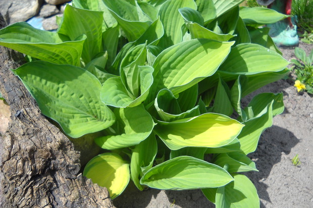 Gold Standard.Jedna z najstarszych odmian.