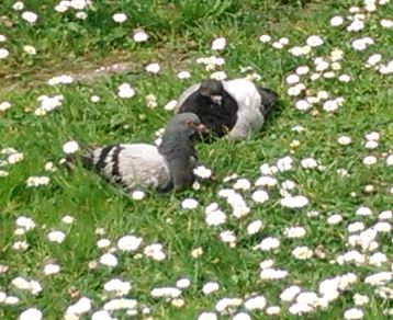 Gołębie wypoczywające wśród stokrotek