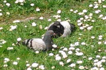 Gołębie wypoczywające wśród stokrotek