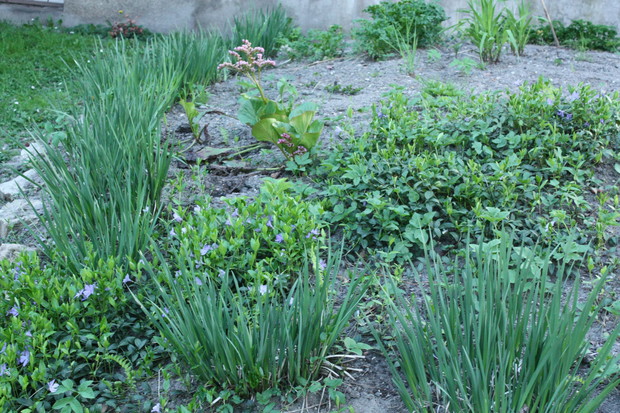 Grządka kwiatowo - warzywna