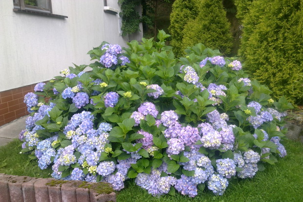Hortensja ogrodowa,