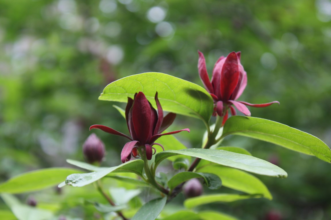 Jeśli wiecie jak nazywa się ten krzew, napiszcie proszę :)