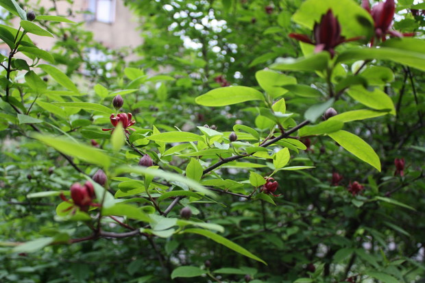 Jeśli znacie nazwę tego krzewu, napiszcie proszę :)