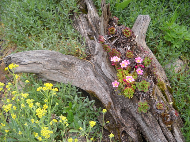 Kaktusiki w korzeniu.