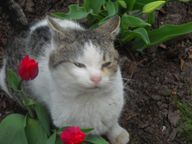 Kicia przy tulipankach.