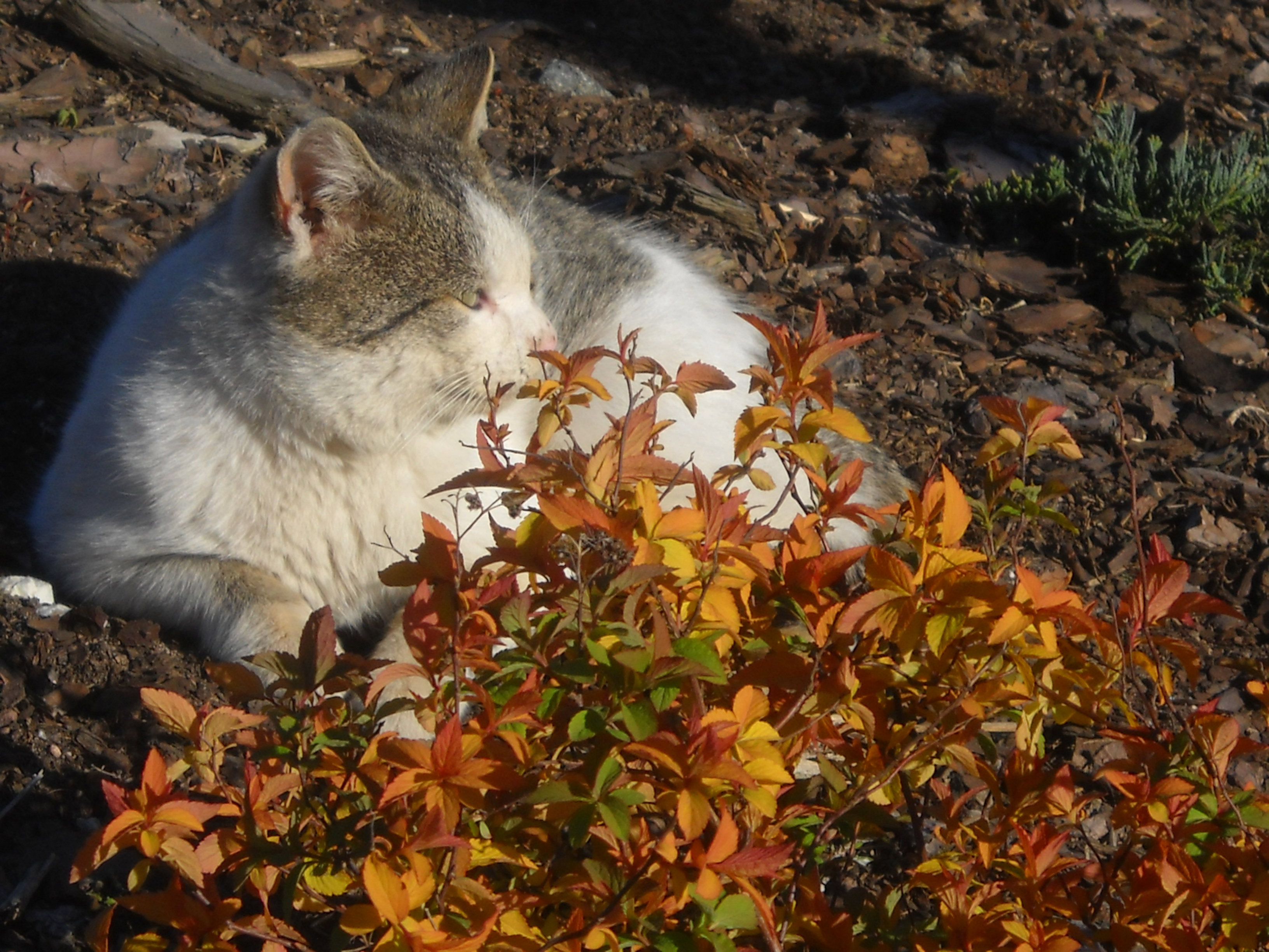 Kicia w roli głównej...