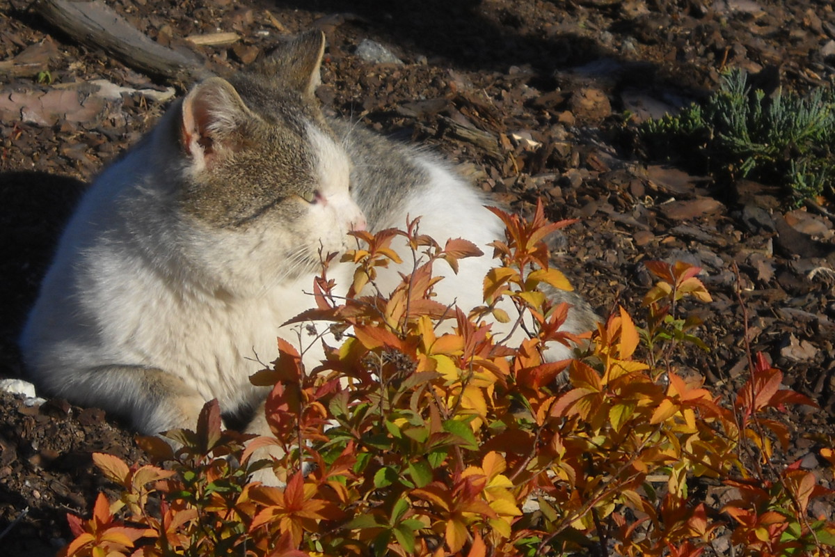 Kicia w roli głównej...