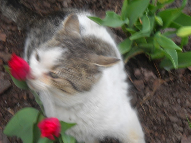 Kicia wącha tulipanki.