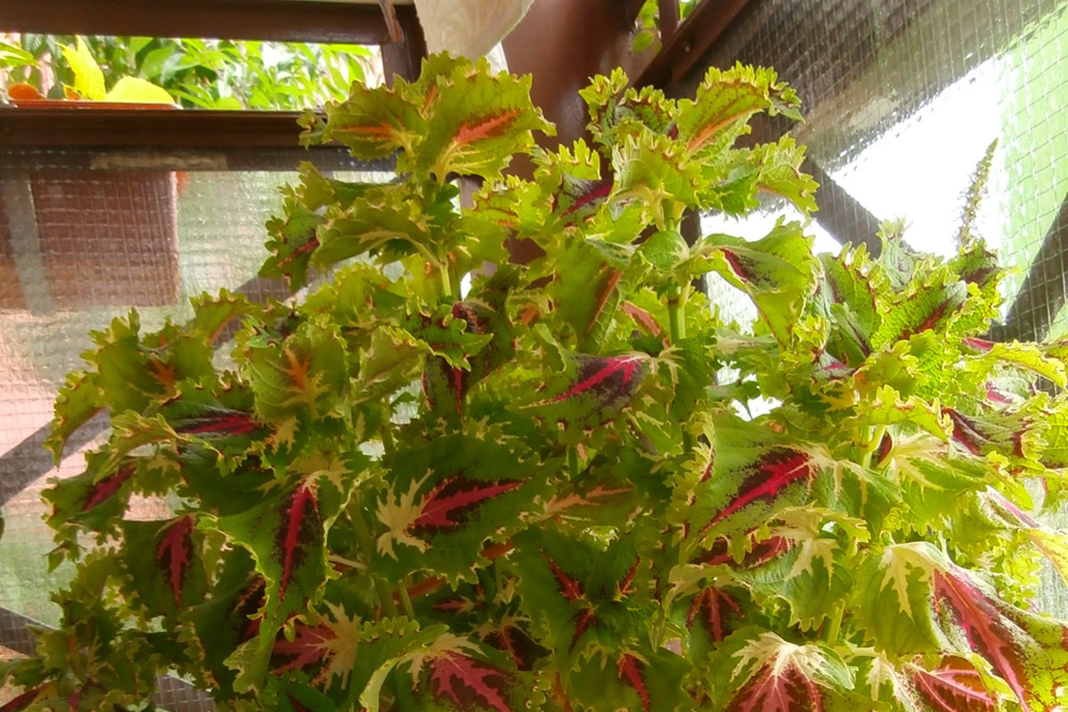 Koleus Blumego