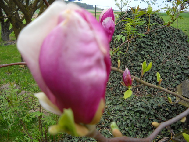 Kwiat Magnolii.