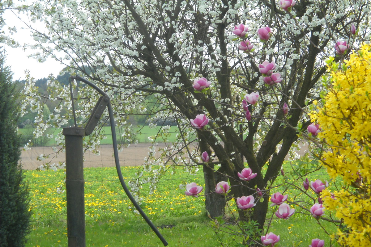 Kwitnąca Magnolia a w tle drzewa owocowe pełne kwiatów.