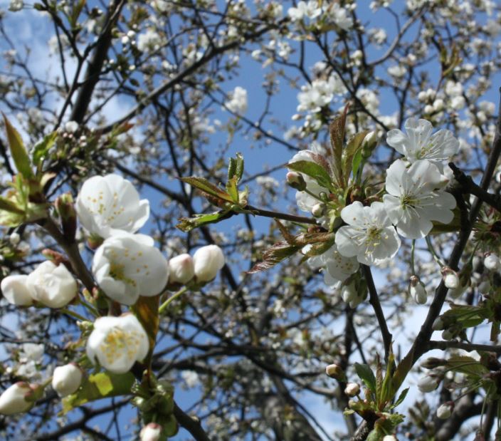 Mimo sporego wieku, moja czereśnia zachwyca 
