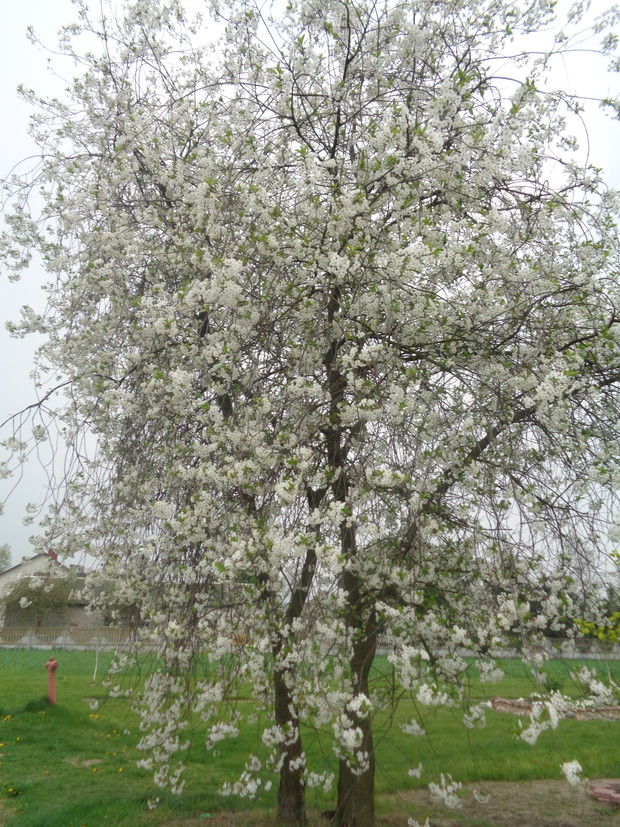 Najlepsza na soki wiśnia sokówka. 