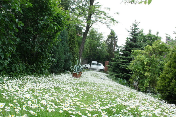 Nigdy nie było tu tylu stokrotek...