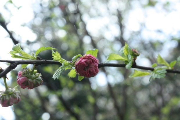Oba migdałki (krzew i drzewko) już kwitną 
