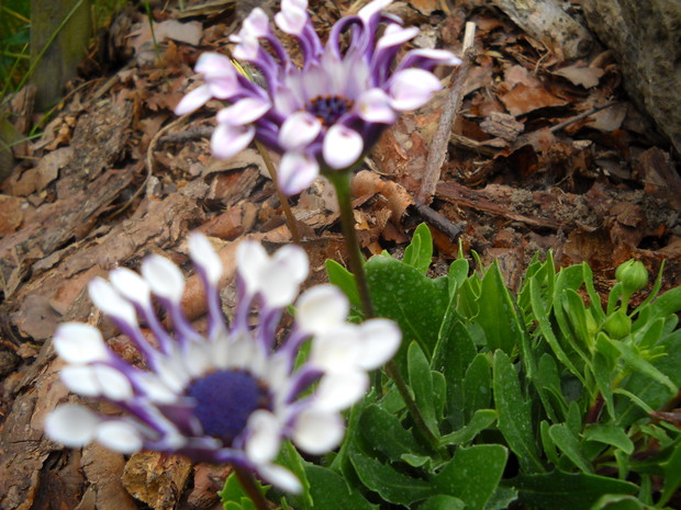 Osteospermum.(Stokrotka afrykańska)