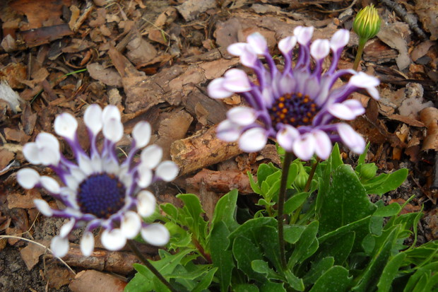 Osteospermum. Stokrotka afrykańska.