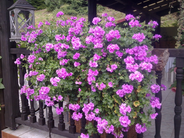 pelargonia pełna