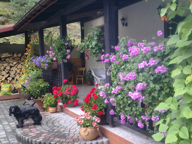pelargonie ,to niezastąpione rośliny,