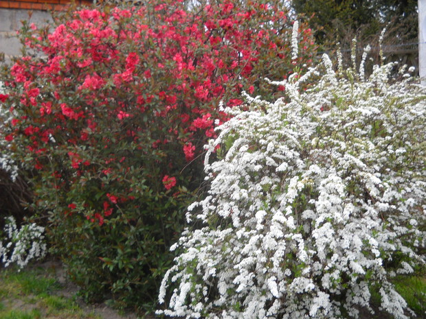 Pełne kwitnienie krzaczków.